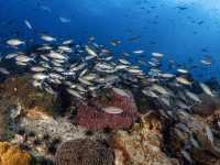 เรียนดำน้ำลึกกับ Koh Tao Scuba Club