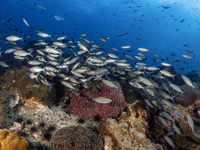 เรียนดำน้ำลึกกับ Koh Tao Scuba Club