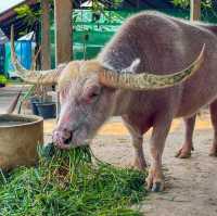 เรียนรู้วิถีชีวิตแบบเรียบง่าย กับการทำเกษตรอินทรีย์