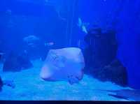 雅加達大型Mall內水族館