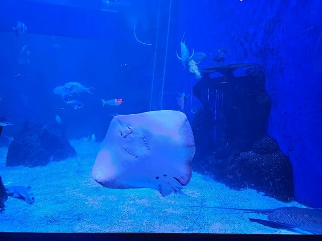 雅加達大型Mall內水族館