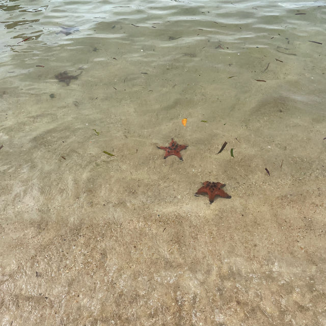 Starfish beach in Phu Quoc 