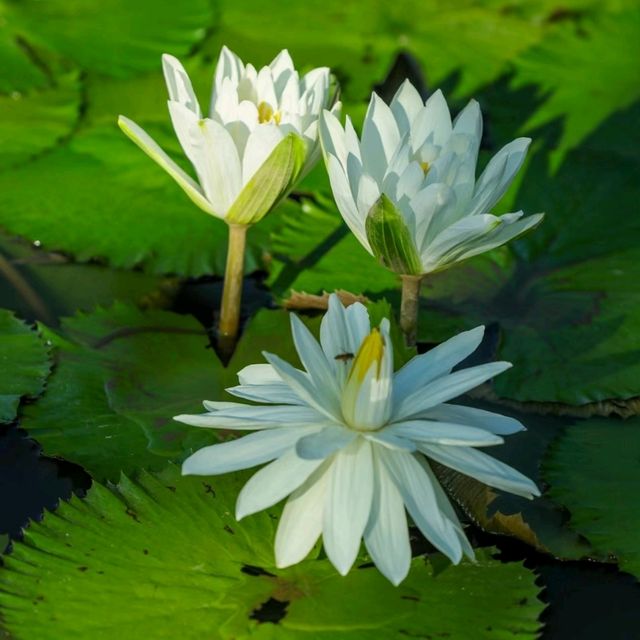 ✨深圳荷花賞~洪湖公園✨