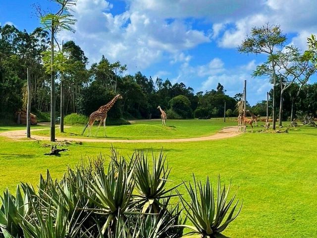 🦘 Visit Australia Zoo