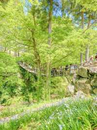【福井県】福井のかずら橋で自然を満喫！🌿