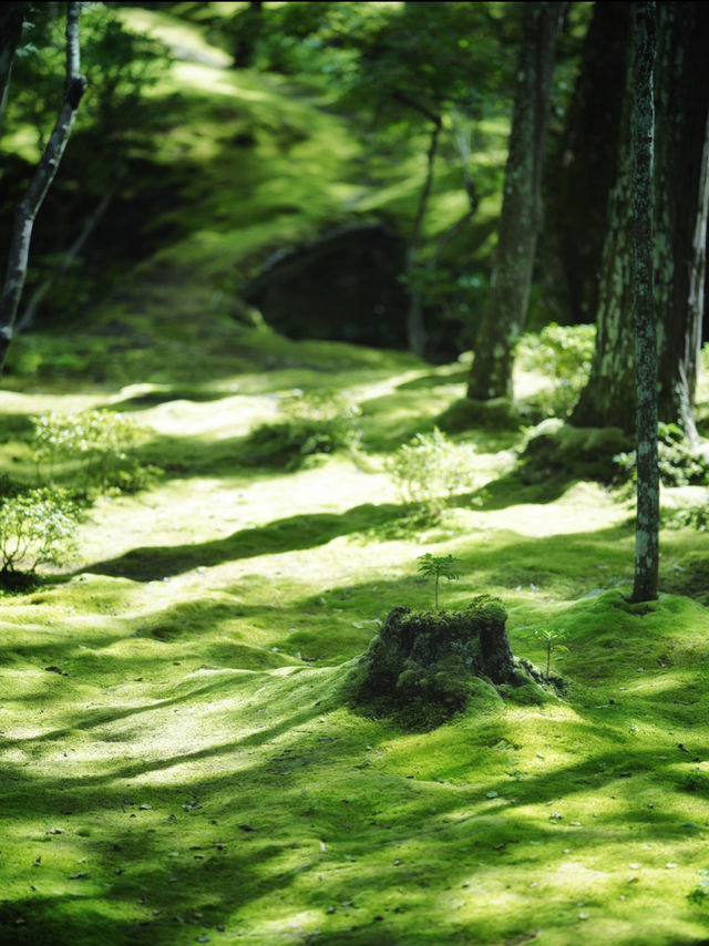 一度は行きたい京都の苔寺🌿西芳寺🌿