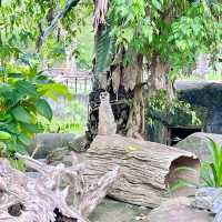 สวนสัตว์เปิดเขาเขียว 🌳 🐘🐒🦒🦓🦏🦜 🌳