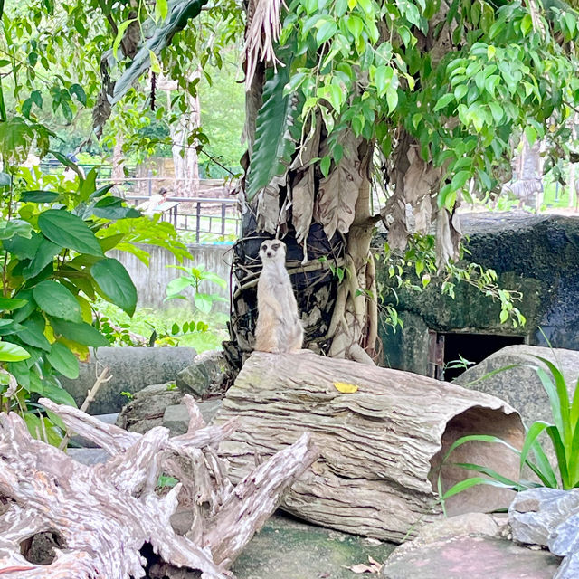 สวนสัตว์เปิดเขาเขียว 🌳 🐘🐒🦒🦓🦏🦜 🌳