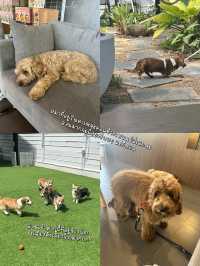 แนะนำ!! คาเฟ่หมาเฟรนด์ลี่🐶