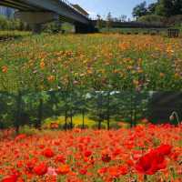 【8月好去處】Unjeong Lake Park：清新涼爽的大自然空氣，花很漂亮！適合8月的景點！