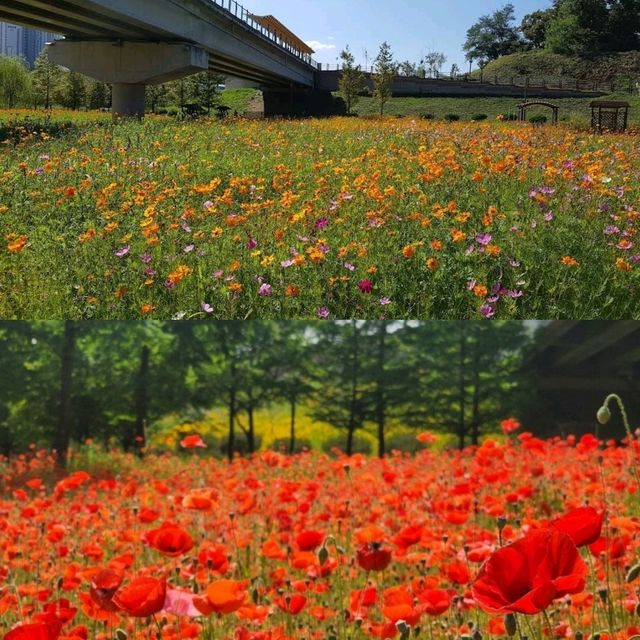 【8月好去處】Unjeong Lake Park：清新涼爽的大自然空氣，花很漂亮！適合8月的景點！