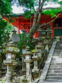春日大社:神社界的超級巨星