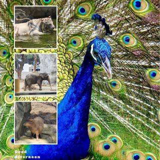 「多摩動物公園～全家出遊的好去處！」