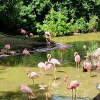 An Unforgettable Wildlife Adventure at VinPearl Safari Phu Quoc