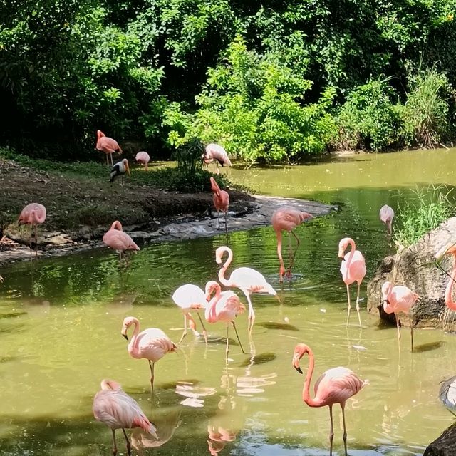An Unforgettable Wildlife Adventure at VinPearl Safari Phu Quoc