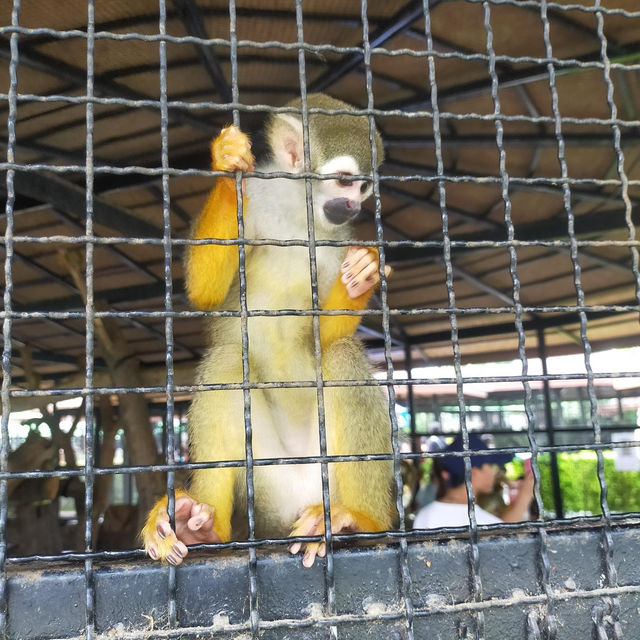 Sriayuthaya Lion Park 🦁