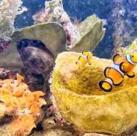 🇲🇾 Underwater World Langkawi: Your Gateway to Ocean Adventures