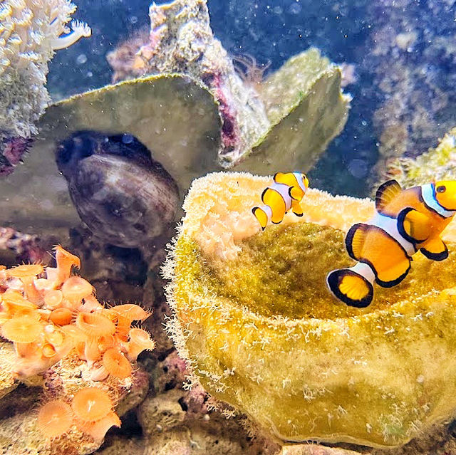 🇲🇾 Underwater World Langkawi: Your Gateway to Ocean Adventures