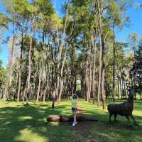 🌲สวนสนแม่แตง เชียงใหม่