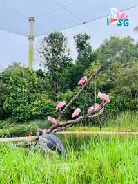 🇸🇬 Flamingo grassland