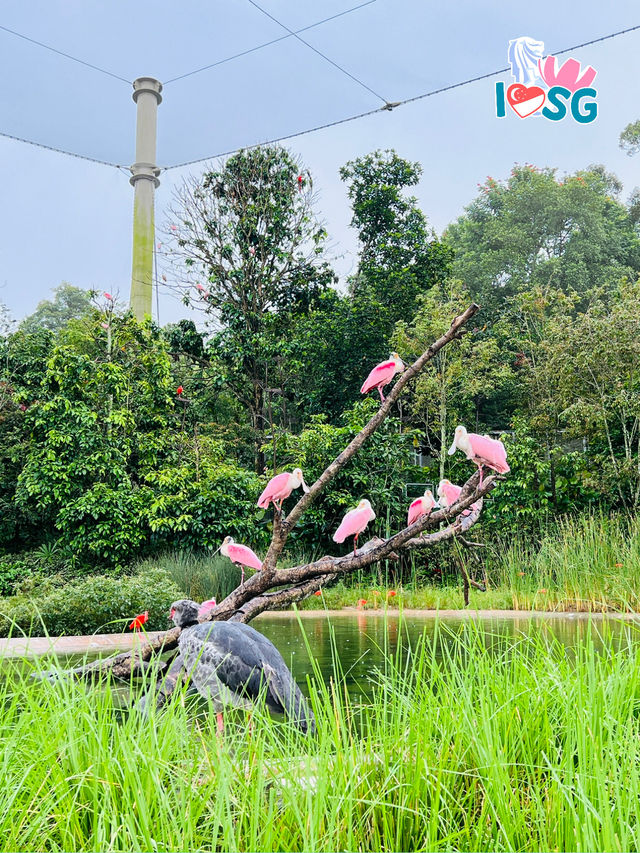 🇸🇬 Flamingo grassland