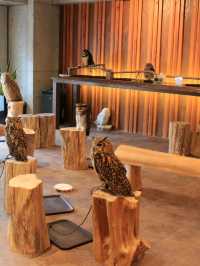 大阪貓頭鷹 Café 🦉 Owl Café 🦉