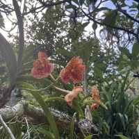 Take a breath and enjoy the flowers