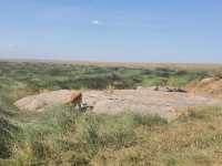 5 Day Tanzania Wildlife Safari Explore Serengeti, Ngorongoro Crater Lake Manyara and Tarangire