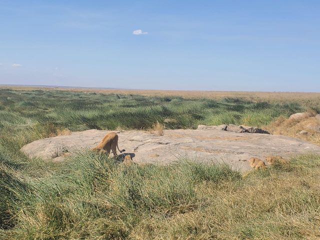 5 Day Tanzania Wildlife Safari Explore Serengeti, Ngorongoro Crater Lake Manyara and Tarangire