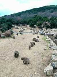 【日本四國】小豆島一日環島遊:環島觀光巴士,輕鬆遊覽主要景點