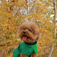 Autumn in Mohe 🍂