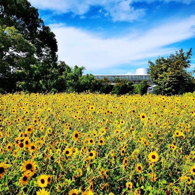 大阪萬博紀念公園