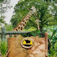 馬來西亞動物園🦛🐘🦘🦒🦛🦏🦓🐅