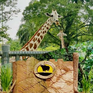 馬來西亞動物園🦛🐘🦘🦒🦛🦏🦓🐅