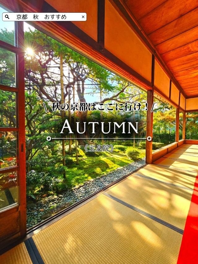 【京都/紅葉スポット】樹齢700年！１度はみたい、神秘的な五葉松🍁