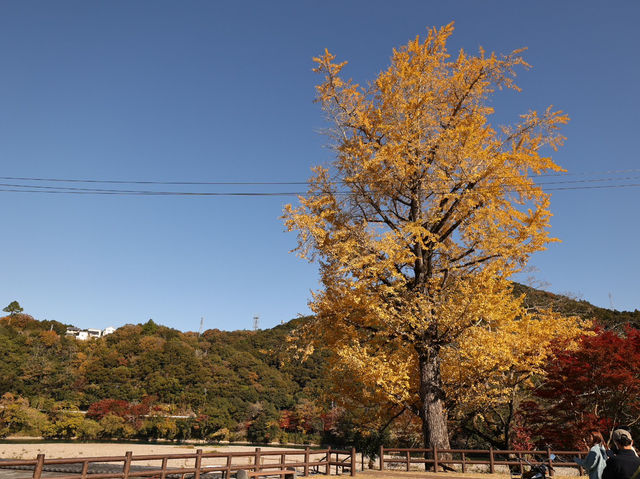 [四國] 被紅葉和銀杏包圍的臥龍山莊