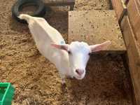 まかいの牧場@静岡・富士宮🐏