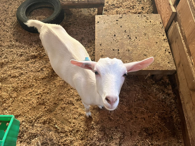 まかいの牧場@静岡・富士宮🐏