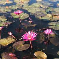 ล่องเรือดูบัวบาน 🪷 