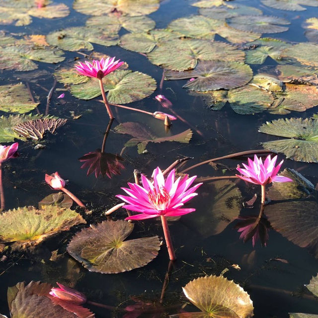 ล่องเรือดูบัวบาน 🪷 