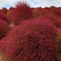 Kochia in Scarlet Red @ Hitachi Seaside Park 