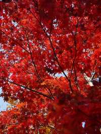 東京｜都心からアクセスしやすい紅葉スポット🍁