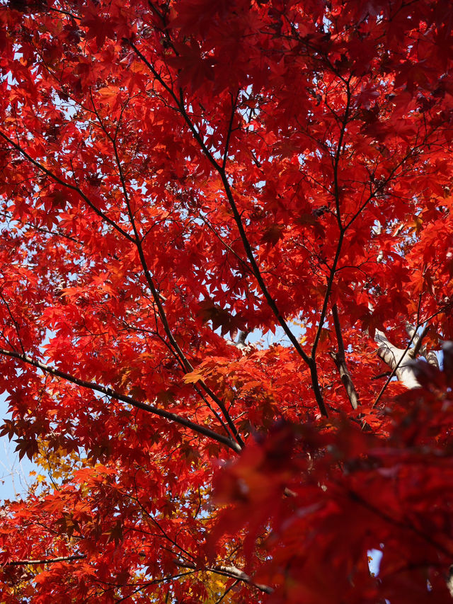 東京｜都心からアクセスしやすい紅葉スポット🍁