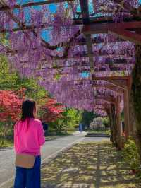 【愛知】うっとり🥹幻想的な紫のフジの花の回廊✨