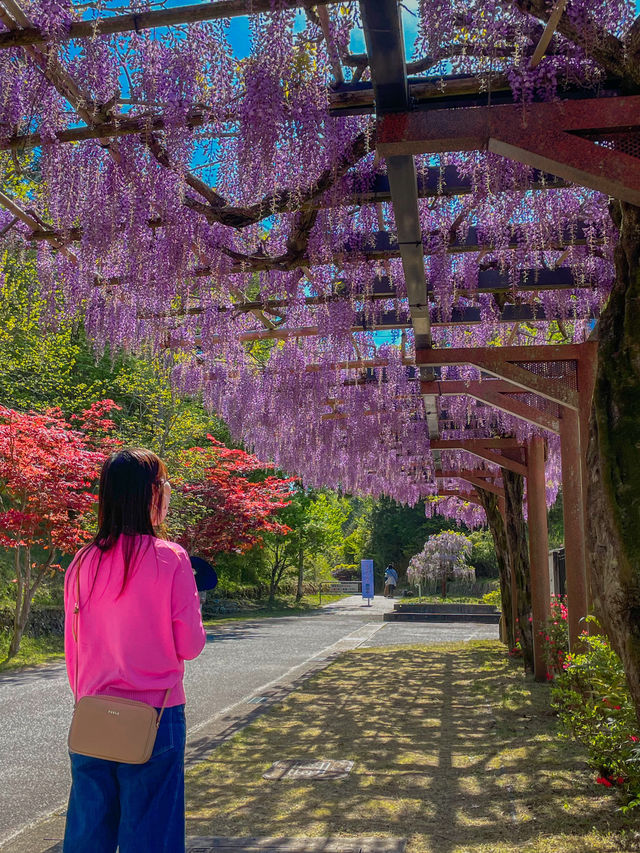 【愛知】うっとり🥹幻想的な紫のフジの花の回廊✨