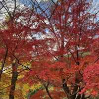 【日本・京都🇯🇵】京都の秋！美しい紅葉を見るならここ！