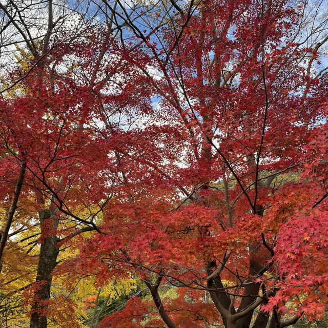 【日本・京都🇯🇵】京都の秋！美しい紅葉を見るならここ！