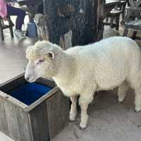 🐑 แอ่วเชียงราย Akha Farmviile 