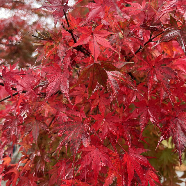 五色沼的楓紅