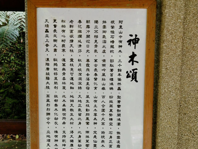 阿里山神木遺跡✨歷史與自然的交融✨